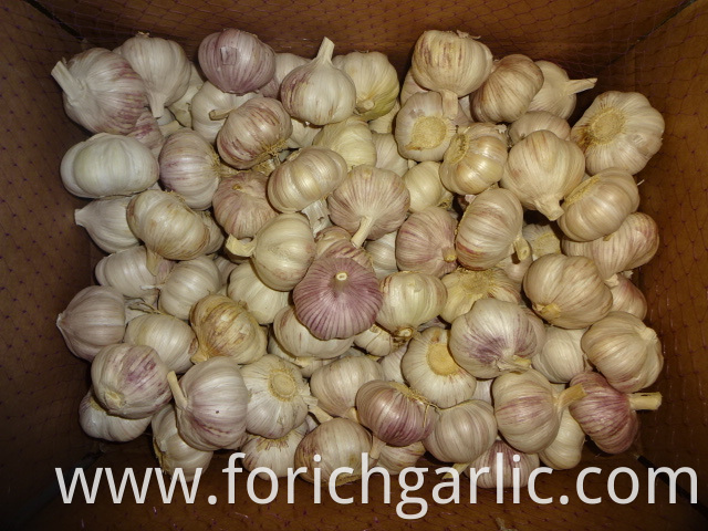 Jinxiang Fresh Normal Garlic 2019